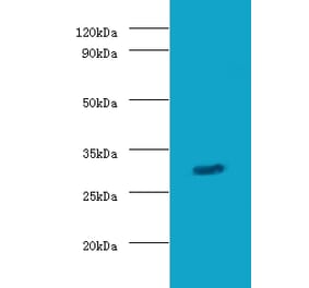 Granzyme B Polyclonal Antibody from Signalway Antibody (42196) - Antibodies.com