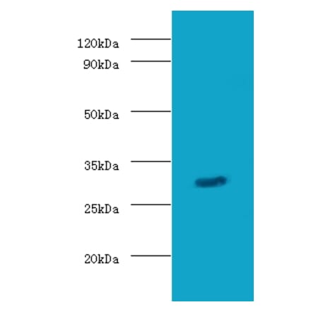 Granzyme B Polyclonal Antibody from Signalway Antibody (42196) - Antibodies.com