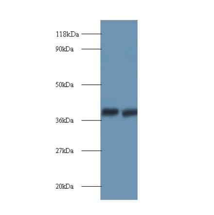 Annexin A2 Polyclonal Antibody from Signalway Antibody (42211) - Antibodies.com