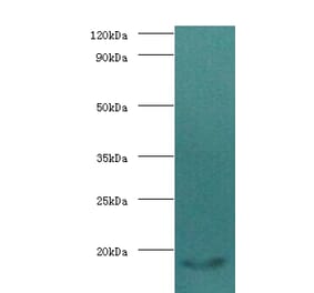 Calmodulin Polyclonal Antibody from Signalway Antibody (42501) - Antibodies.com