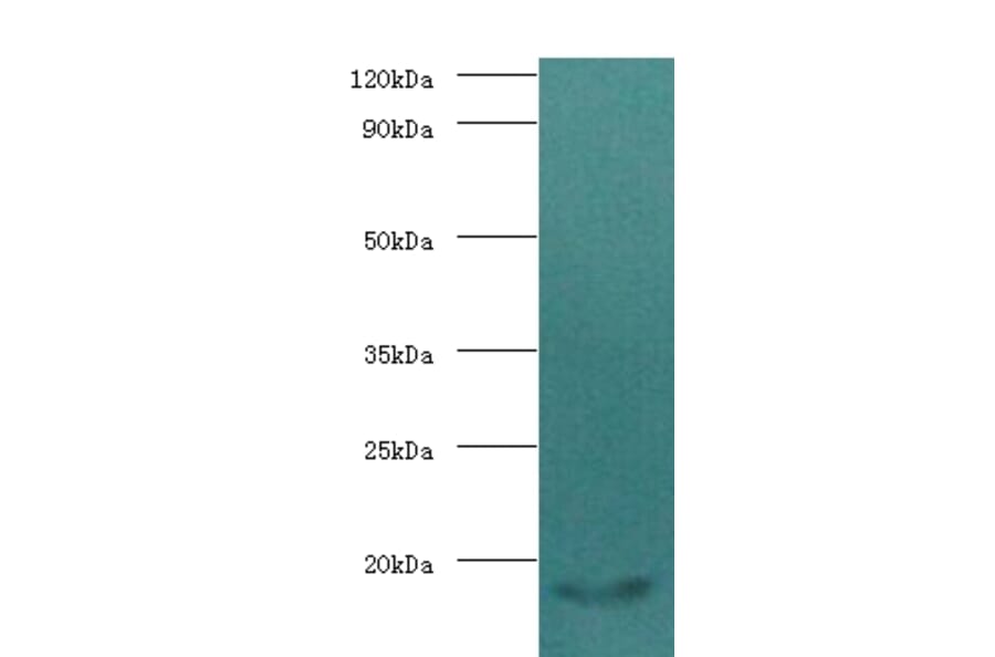 Calmodulin Polyclonal Antibody from Signalway Antibody (42501) - Antibodies.com