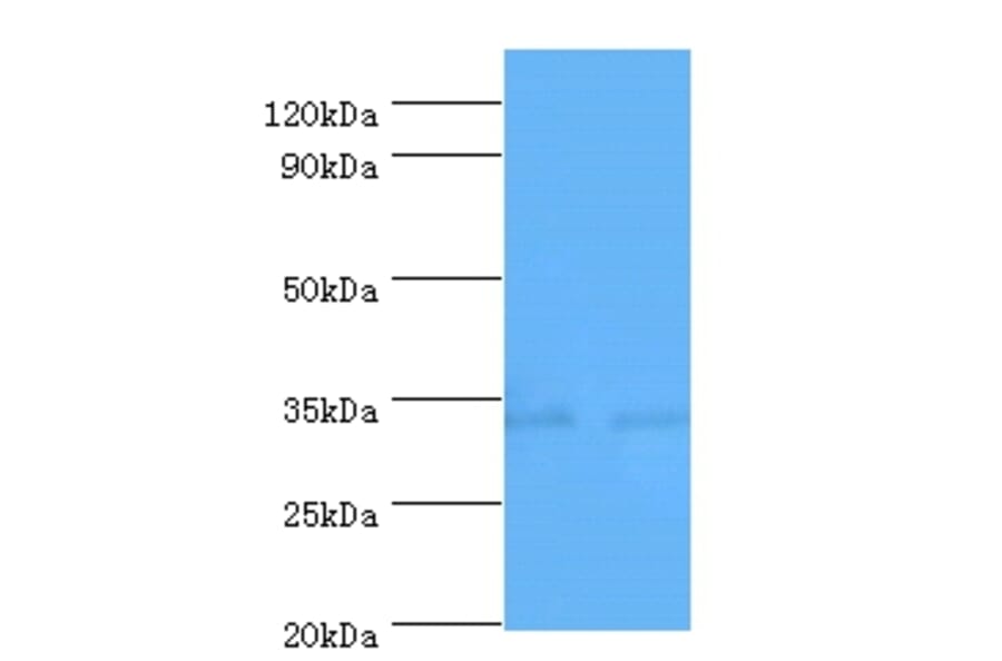Caspase-7 Polyclonal Antibody; from Signalway Antibody (42594) - Antibodies.com