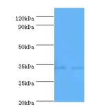 Caspase-7 Polyclonal Antibody; from Signalway Antibody (42594) - Antibodies.com