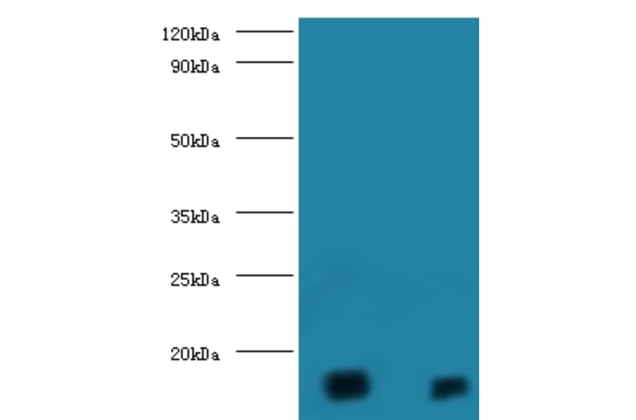 D-amino acid oxidase activator Polyclonal Antibody from Signalway Antibody (42143) - Antibodies.com