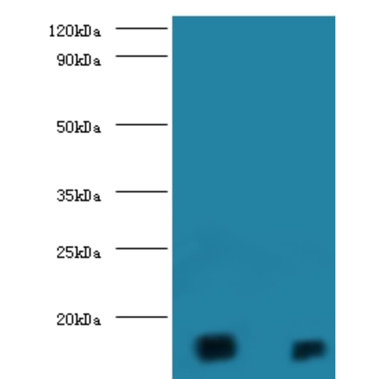 D-amino acid oxidase activator Polyclonal Antibody from Signalway Antibody (42143) - Antibodies.com