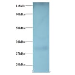 G-protein coupled receptor 161 Polyclonal Antibody from Signalway Antibody (42408) - Antibodies.com