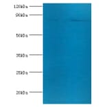 Transferrin receptor protein 1 Polyclonal Antibody from Signalway Antibody (42479) - Antibodies.com