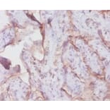 Immunohistochemistry - Transferrin receptor protein 1 Polyclonal Antibody from Signalway Antibody (42479)