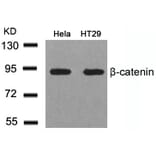 Western blot - b-Catenin (Ab-41/45) Antibody from Signalway Antibody (21103) - Antibodies.com