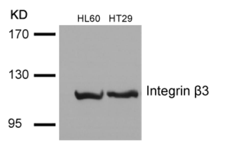 Western blot - Integrin b3 (Ab-785) Antibody from Signalway Antibody (21274) - Antibodies.com