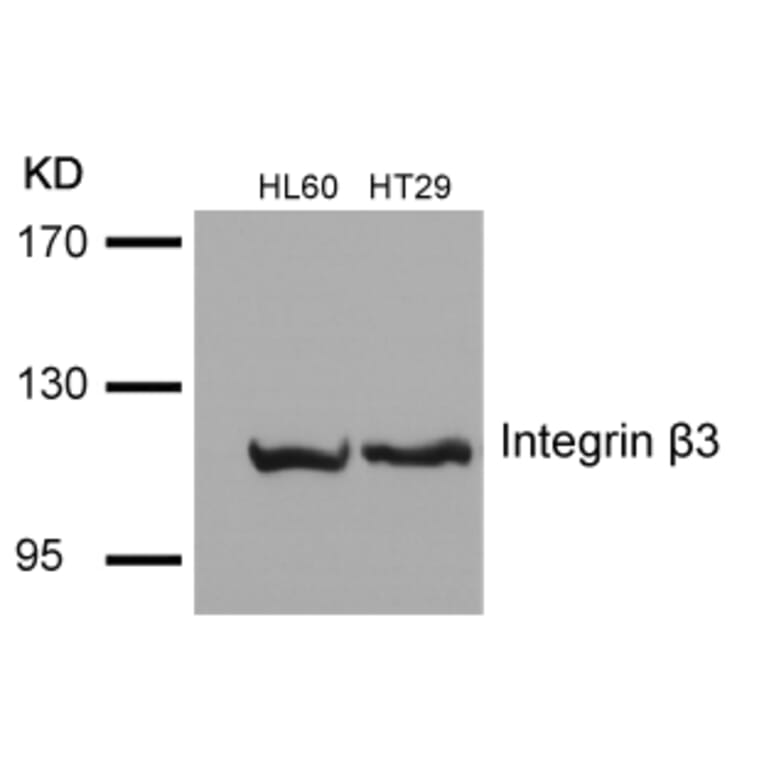Western blot - Integrin b3 (Ab-785) Antibody from Signalway Antibody (21274) - Antibodies.com