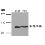 Western blot - Integrin b3 (Ab-785) Antibody from Signalway Antibody (21274) - Antibodies.com