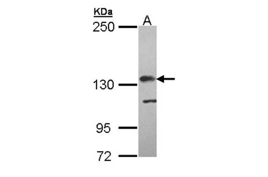 Complement factor H antibody from Signalway Antibody (22665) - Antibodies.com