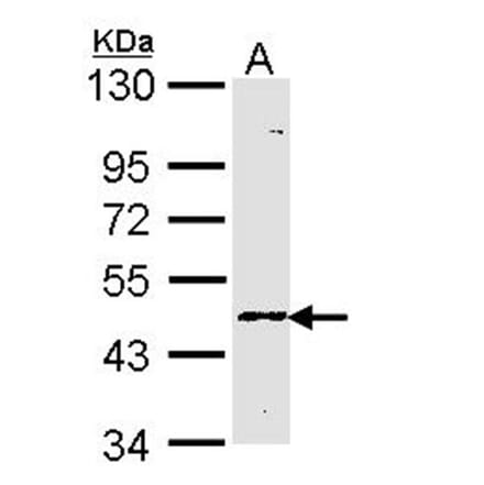 Blood Group Lewis a antibody from Signalway Antibody (22719) - Antibodies.com