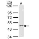 Blood Group Lewis a antibody from Signalway Antibody (22719) - Antibodies.com