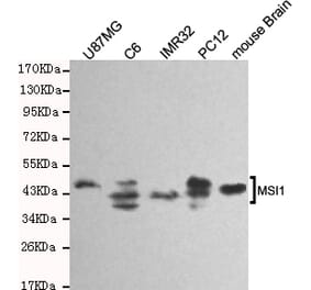 Western blot - Musashi-1 Monoclonal Antibody from Signalway Antibody (27184) - Antibodies.com