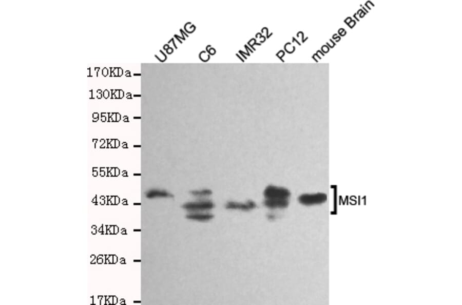 Western blot - Musashi-1 Monoclonal Antibody from Signalway Antibody (27184) - Antibodies.com