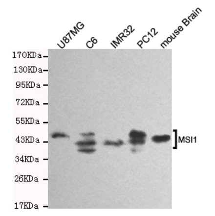 Western blot - Musashi-1 Monoclonal Antibody from Signalway Antibody (27184) - Antibodies.com