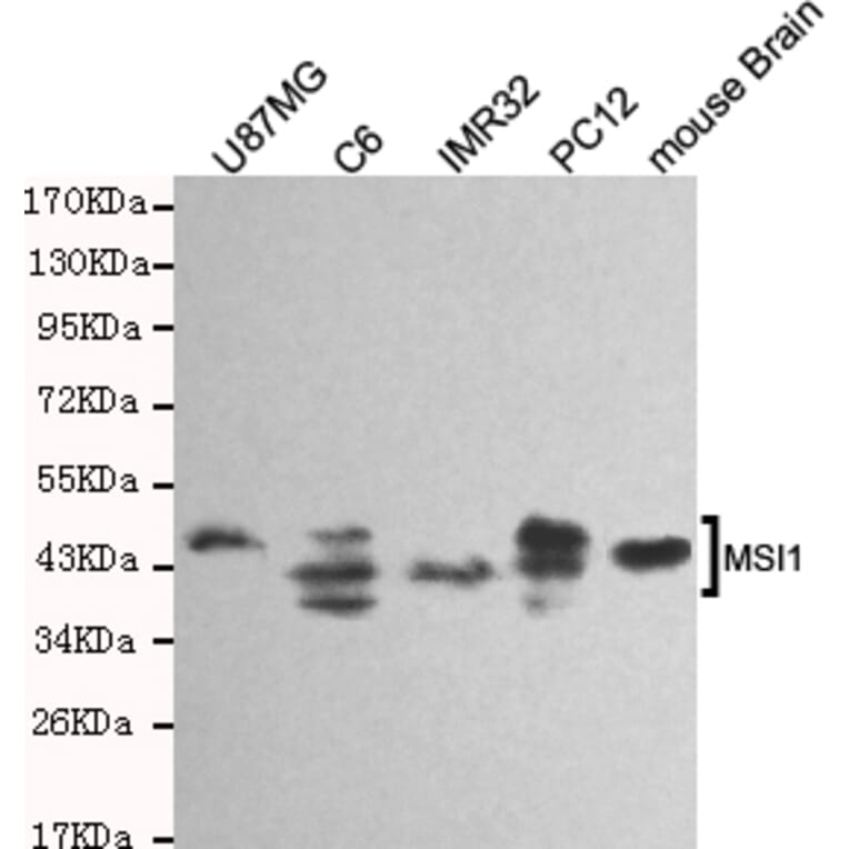 Western blot - Musashi-1 Monoclonal Antibody from Signalway Antibody (27184) - Antibodies.com