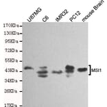 Western blot - Musashi-1 Monoclonal Antibody from Signalway Antibody (27184) - Antibodies.com