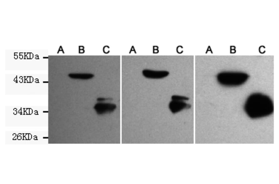 Western blot - EGFP/EYFP Monoclonal Antibody from Signalway Antibody (27209) - Antibodies.com