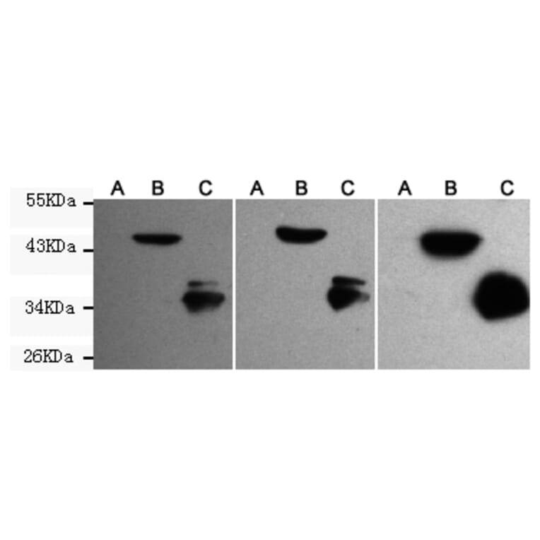 Western blot - EGFP/EYFP Monoclonal Antibody from Signalway Antibody (27209) - Antibodies.com