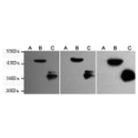 Western blot - EGFP/EYFP Monoclonal Antibody from Signalway Antibody (27209) - Antibodies.com