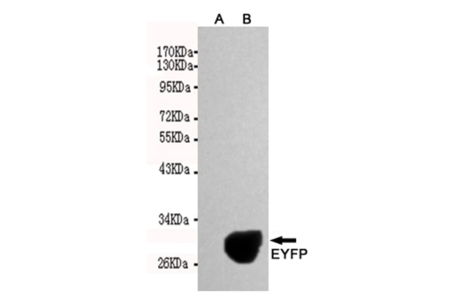 Western blot - EGFP/EYFP Monoclonal Antibody from Signalway Antibody (27209) - Antibodies.com