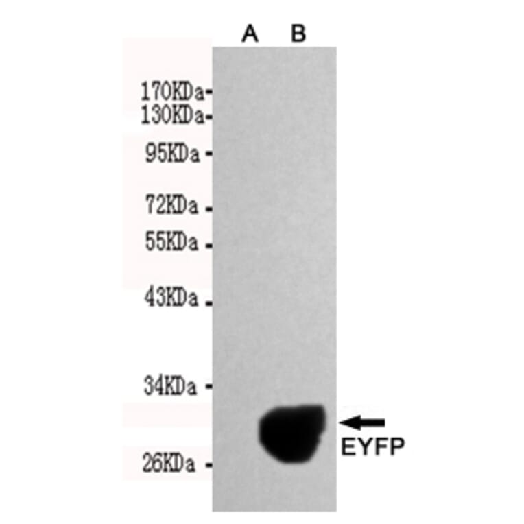 Western blot - EGFP/EYFP Monoclonal Antibody from Signalway Antibody (27209) - Antibodies.com