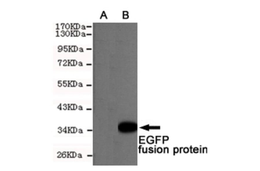 Western blot - EGFP/EYFP Monoclonal Antibody from Signalway Antibody (27209) - Antibodies.com