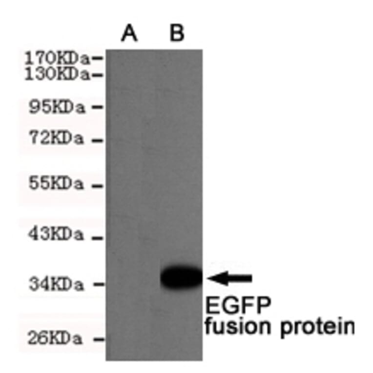 Western blot - EGFP/EYFP Monoclonal Antibody from Signalway Antibody (27209) - Antibodies.com