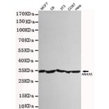 Western blot - Annexin V Polyclonal Antibody from Signalway Antibody (27222) - Antibodies.com