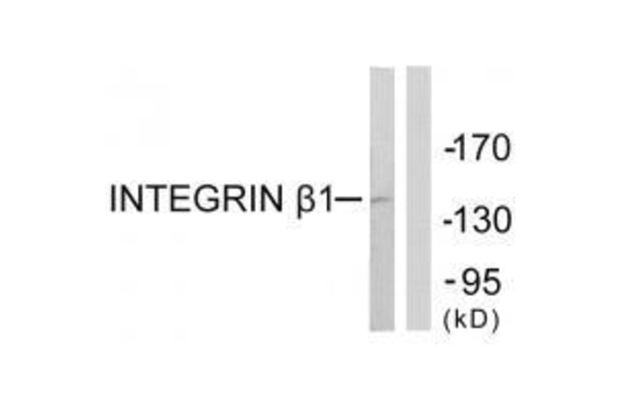 Western blot - Integrin β1 (Ab-789) Antibody from Signalway Antibody (33136) - Antibodies.com