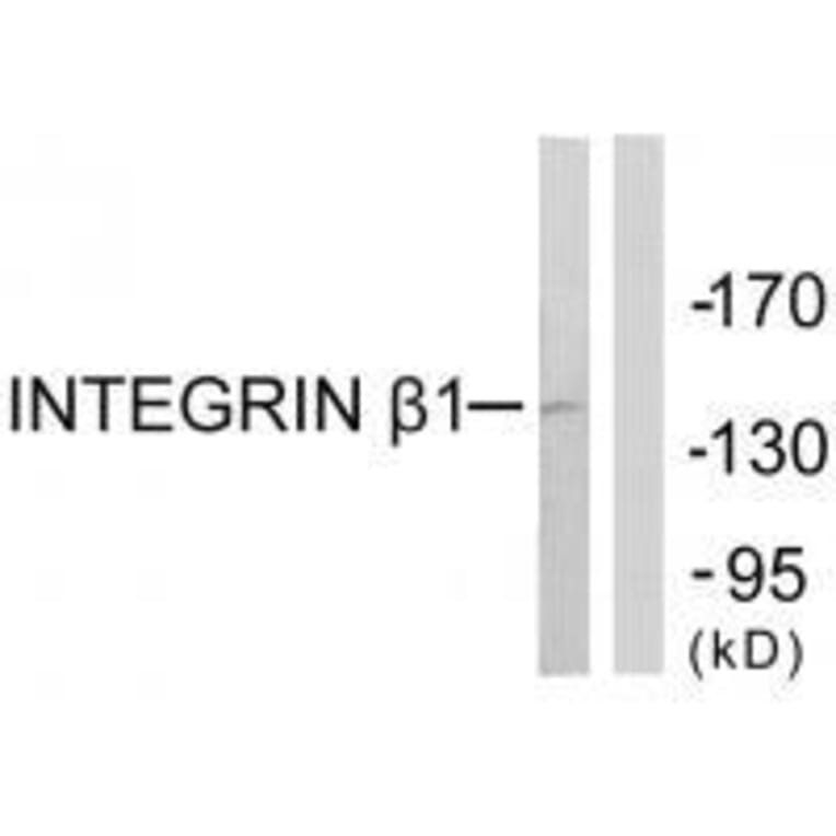 Western blot - Integrin β1 (Ab-789) Antibody from Signalway Antibody (33136) - Antibodies.com
