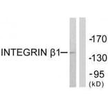 Western blot - Integrin β1 (Ab-789) Antibody from Signalway Antibody (33136) - Antibodies.com