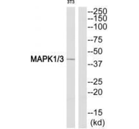 Western blot - MAPK1/3 (Ab-205/222) Antibody from Signalway Antibody (33303) - Antibodies.com