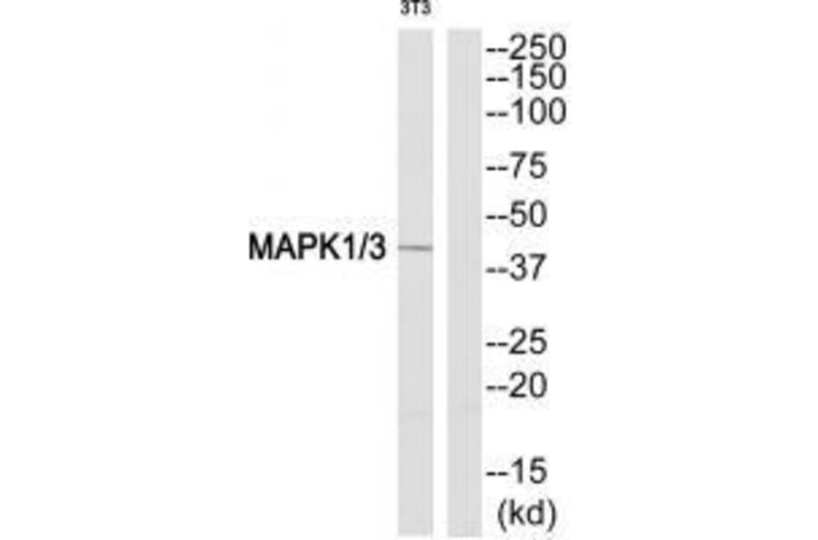 Western blot - MAPK1/3 (Ab-205/222) Antibody from Signalway Antibody (33303) - Antibodies.com