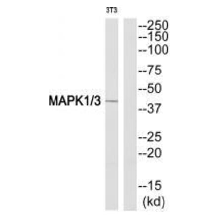 Western blot - MAPK1/3 (Ab-205/222) Antibody from Signalway Antibody (33303) - Antibodies.com