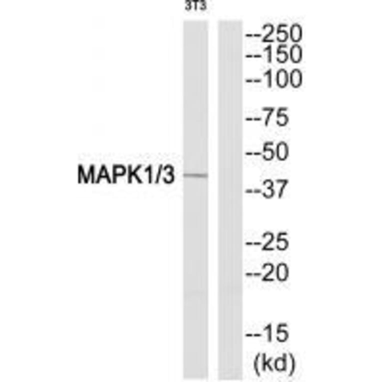 Western blot - MAPK1/3 (Ab-205/222) Antibody from Signalway Antibody (33303) - Antibodies.com