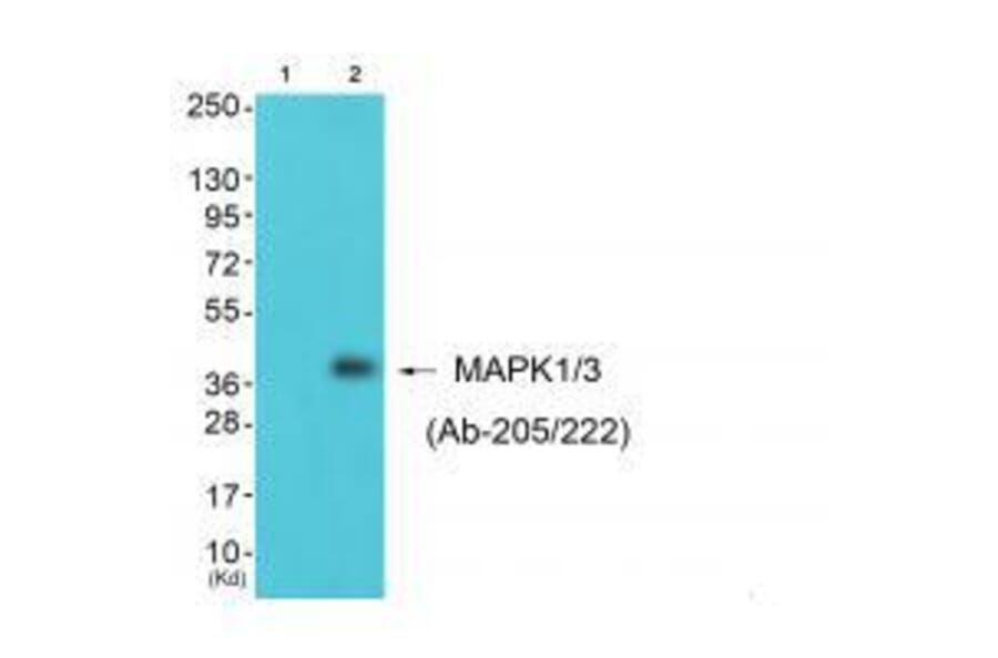 Western blot - MAPK1/3 (Ab-205/222) Antibody from Signalway Antibody (33303) - Antibodies.com