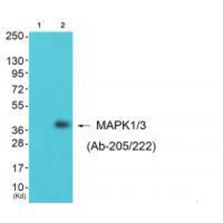Western blot - MAPK1/3 (Ab-205/222) Antibody from Signalway Antibody (33303) - Antibodies.com