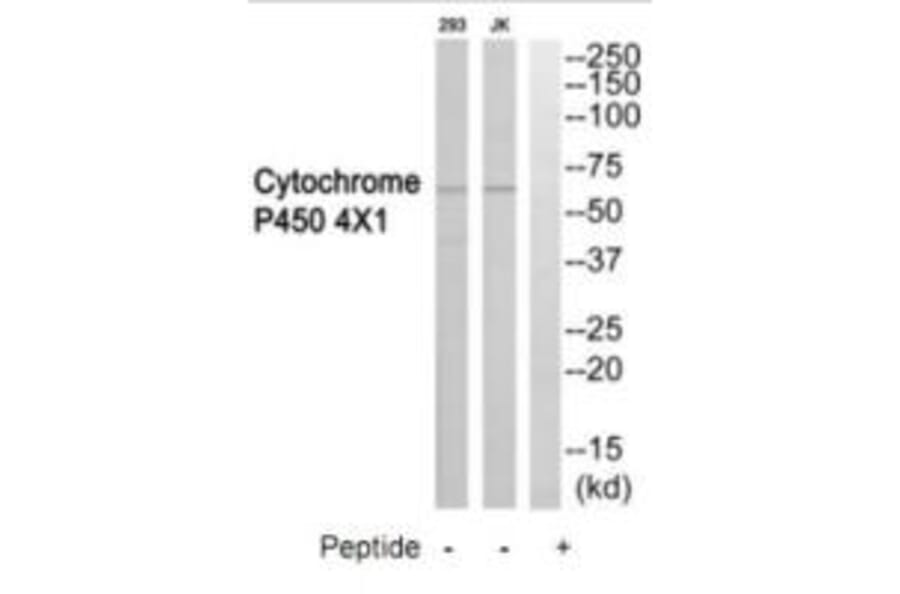 Western blot - Cytochrome P450 4X1 Antibody from Signalway Antibody (35262) - Antibodies.com