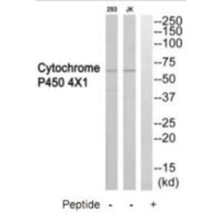 Western blot - Cytochrome P450 4X1 Antibody from Signalway Antibody (35262) - Antibodies.com