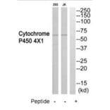 Western blot - Cytochrome P450 4X1 Antibody from Signalway Antibody (35262) - Antibodies.com