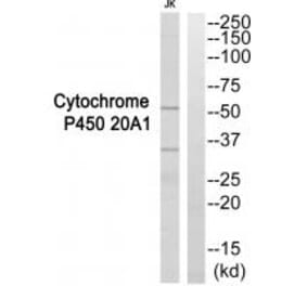 Western blot - Cytochrome P450 20A1 Antibody from Signalway Antibody (35271) - Antibodies.com