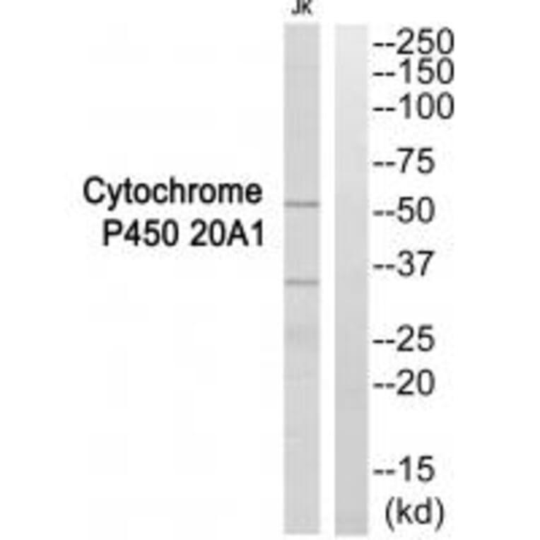 Western blot - Cytochrome P450 20A1 Antibody from Signalway Antibody (35271) - Antibodies.com