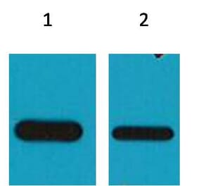 Western blot - HSV Mouse Monoclonal Antibody from Signalway Antibody (38056) - Antibodies.com