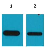 Western blot - HSV Mouse Monoclonal Antibody from Signalway Antibody (38056) - Antibodies.com