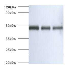 Western blot - Ovalbumin Polyclonal Antibody from Signalway Antibody (42097) - Antibodies.com