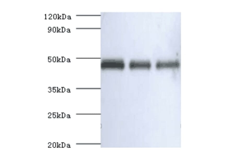 Western blot - Ovalbumin Polyclonal Antibody from Signalway Antibody (42097) - Antibodies.com